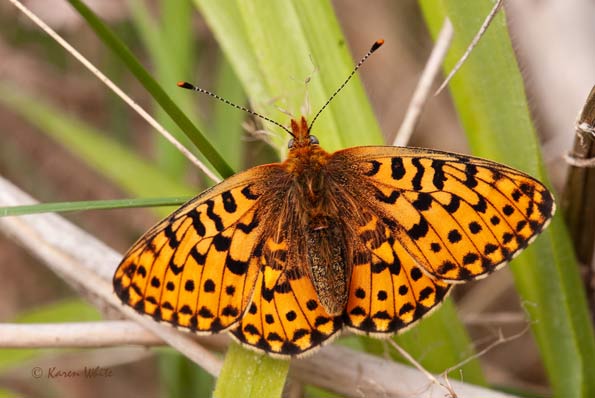 pearl-bordered fritillary by Karen White