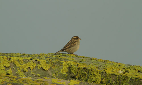 House sparrow