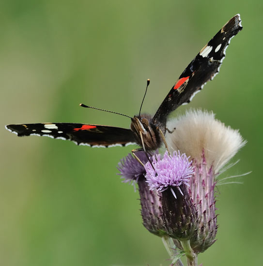 Red admiral by Richard Bartlett
