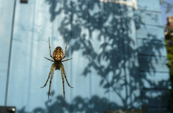 spider in front of shed