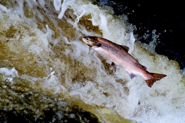 BBC Nature UK Where To See Leaping Salmon BBC Nature UK Where To See Leaping Salmon