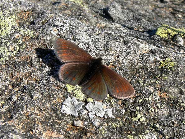 Mountain ringlet butterfly by Tim Melling