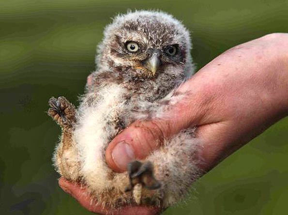 A juvenile little owl held in the palm of a hand