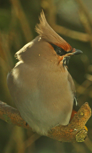 waxwing