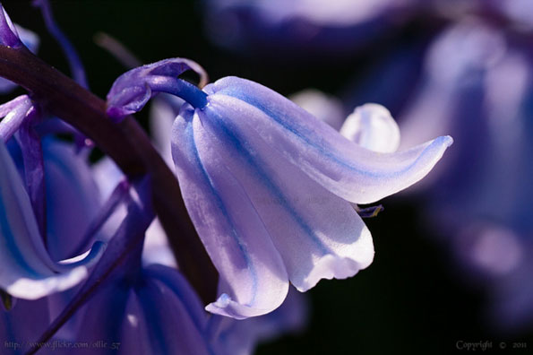 Bluebell by Ollie_57