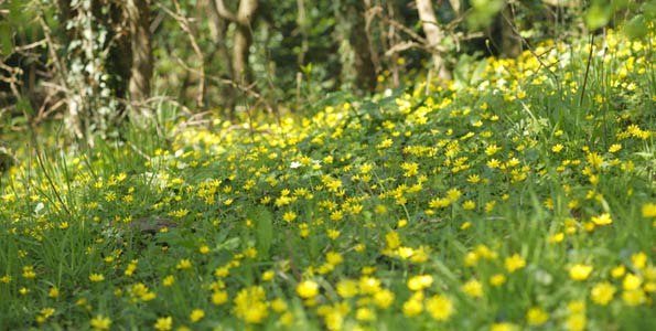 Yellow flowers of the lesser celandine