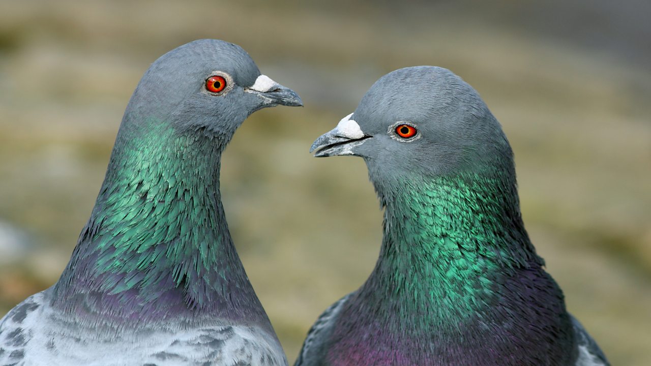 Schubert: Die Taubenpost, D 965a