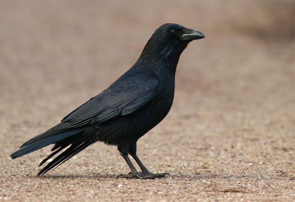 Crow by Ashley Cohen