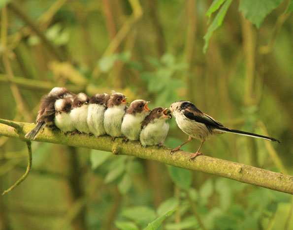 Long tailed tits by Gannetal