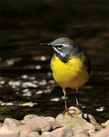 Grey wagtail by Mark and Kathy