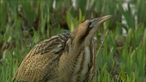 bittern.jpg