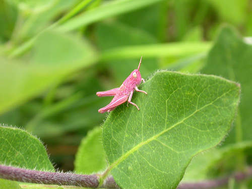 pink grasshopper by strawdot