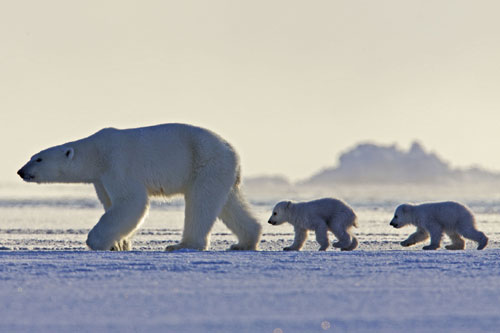 Female polar bear and two cubs walking across the ice