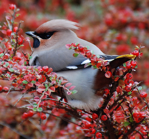 Waxwing in a berry bush by January Joe