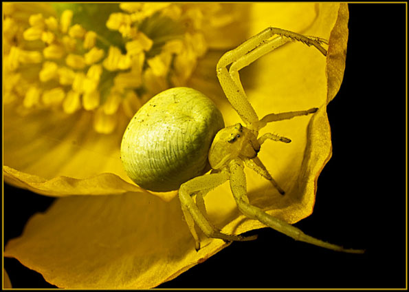 Spider crawling out of poppy by Anthony Nixon