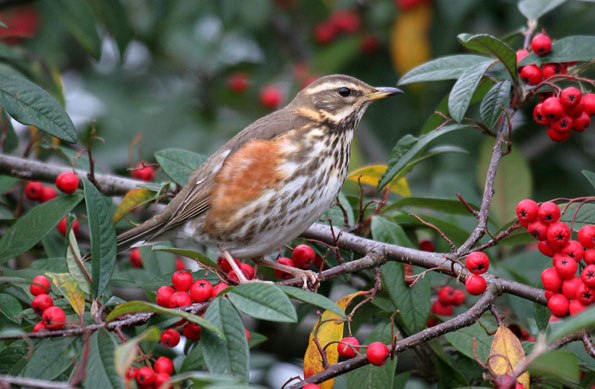 Redwing 