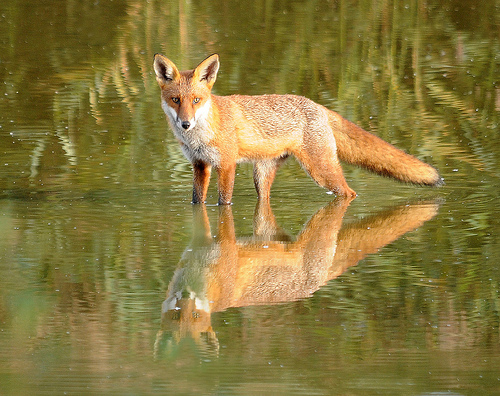 fox in water with reflection by pudd64