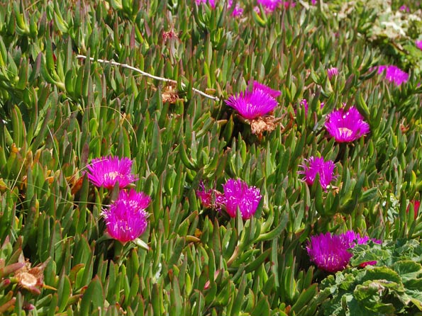 Hottentot fig Carpobrotus edulis