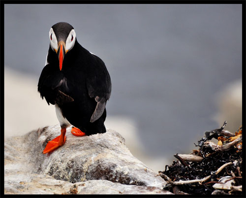 Puffin © Aimee Goold