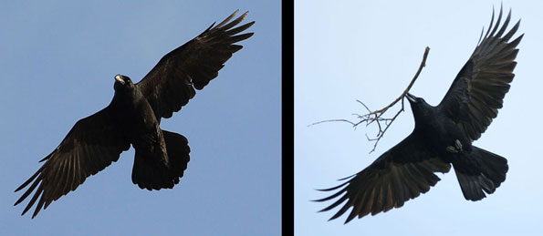 Raven and crow in flight