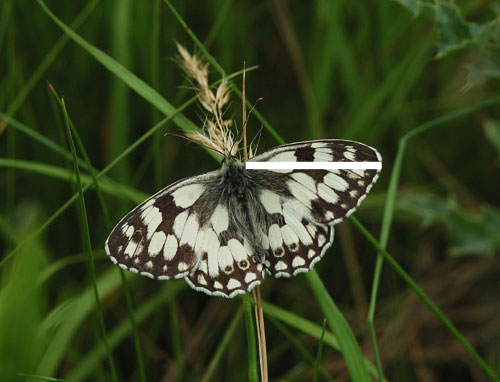 Marbled white copyright Jim Asher