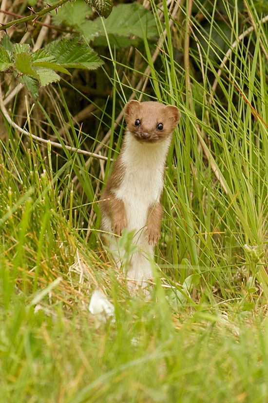 weasel