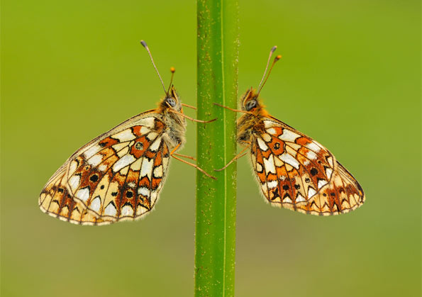 Small pearl-bordered fritillary by Pete Withers