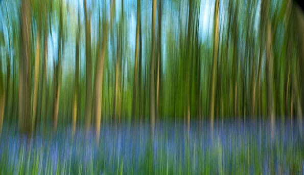 Bluebells blur by Scott Hughes