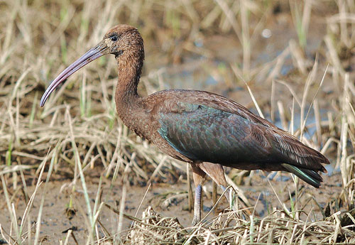 glossy ibis by Rich Edmondson