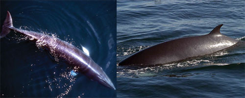 Thumbnail image for Pair 2