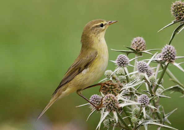 willow warbler copyright Ron Marshall/BTO