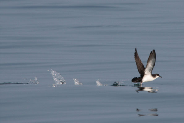 Manx shearwater by Rhys Thatcher