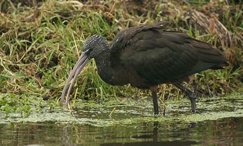 Glossy ibis by Mike McCarthy