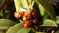 ladybirds hibernating