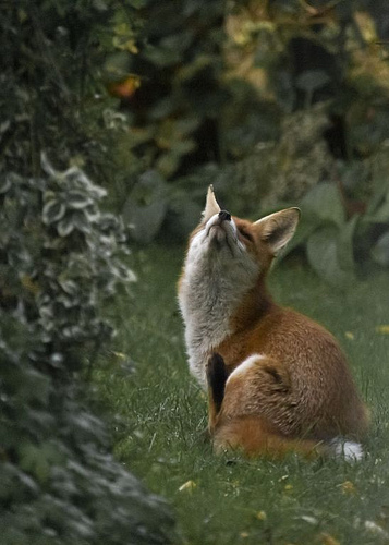 Fox having a scratch by Peter Eppingforest