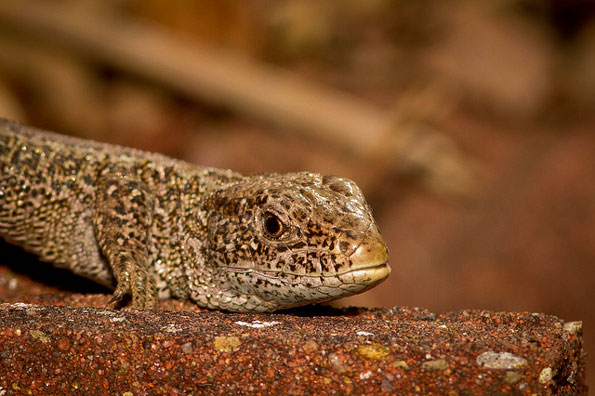 Sand lizard by Mark Eggleton