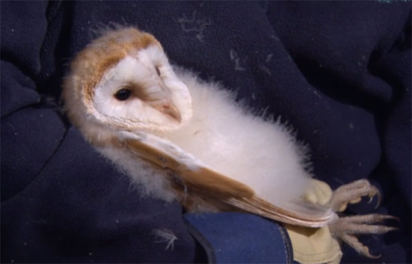 Orphaned barn owl on Unsprung week 4