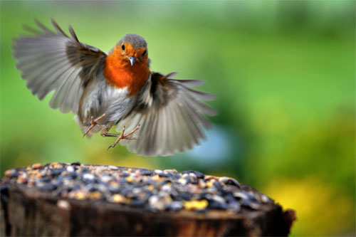 Robin landing © Stressed Jim
