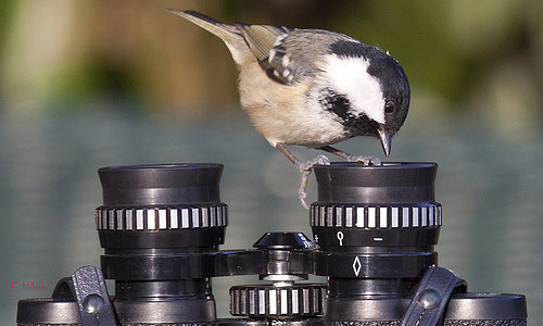 Coal tit by Christine Hall