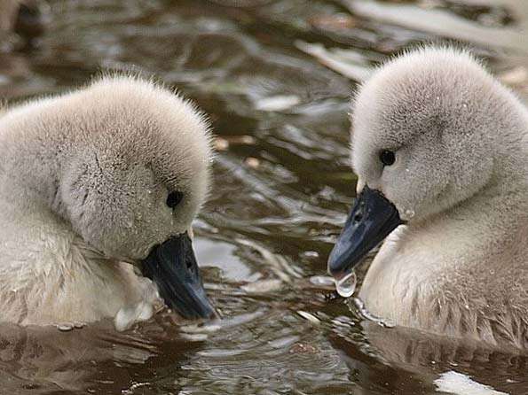 Cygnets by Janet Stansfield