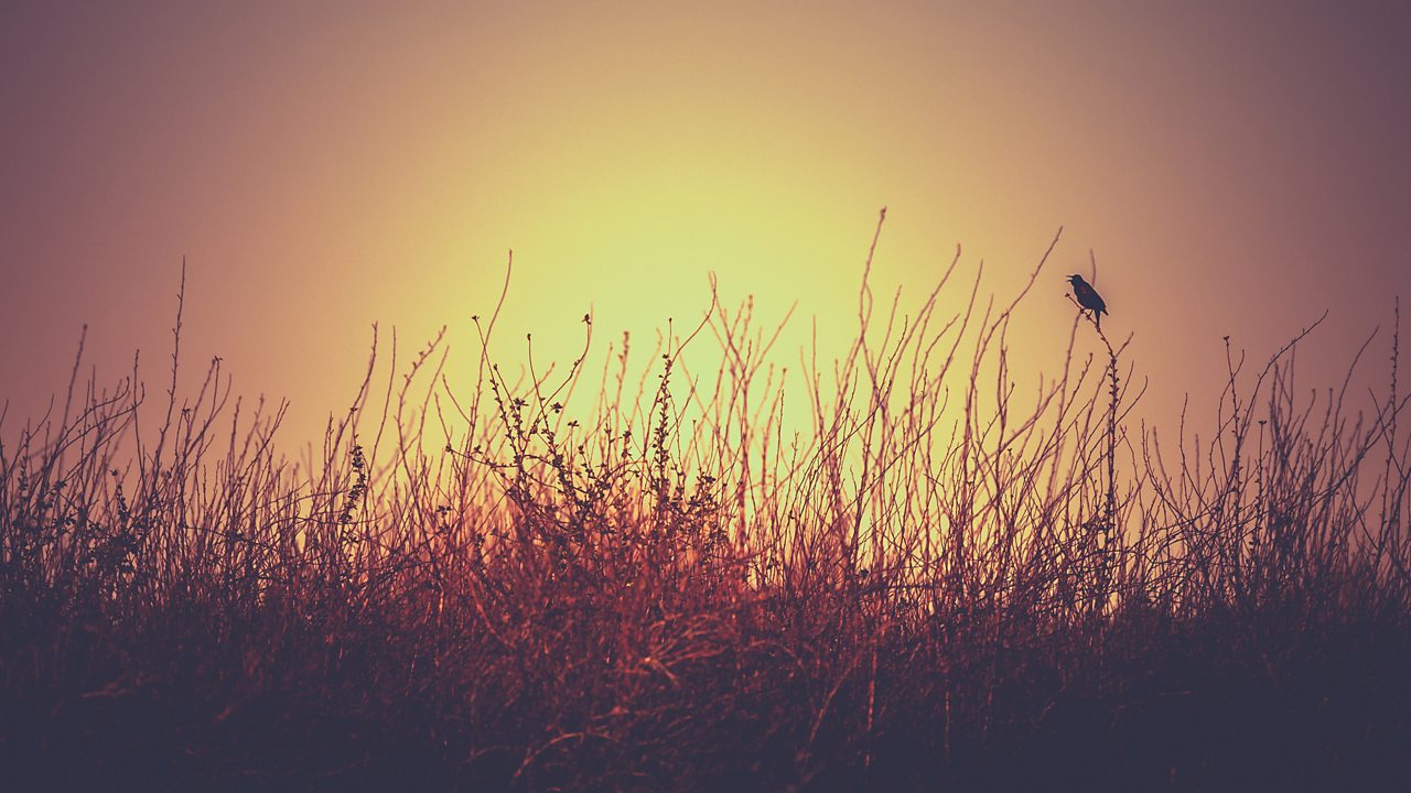 Weir: Black Birdsong