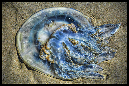 metallic jelly fish by mark turnbull