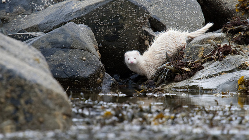 albino mink by colin pickett