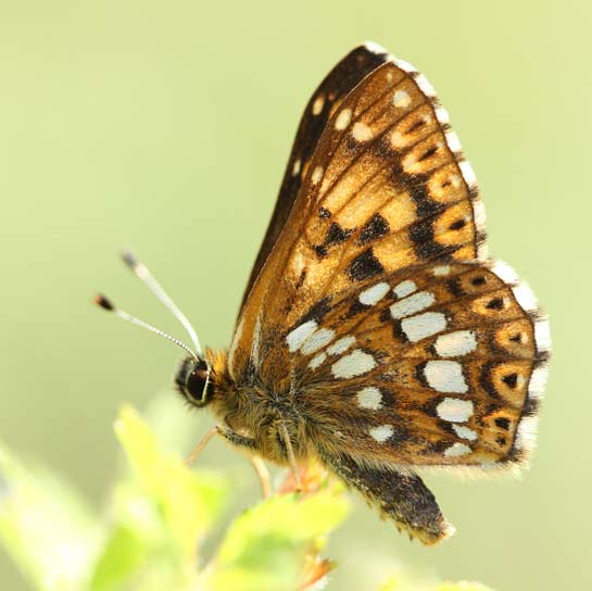 Duke of burgundy by Sandra Stanbridge