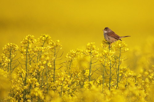 whitethroat by dave lumb