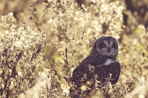 Short eared owl by Mark Bridger