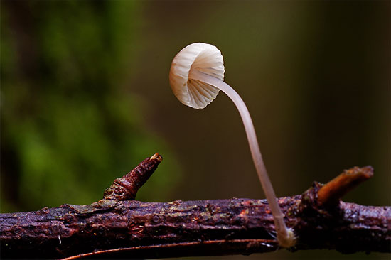 Snapping bonnet mushroom growing on branch by Andrew Barrett