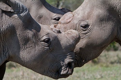 Northern white rhinos in Kenya