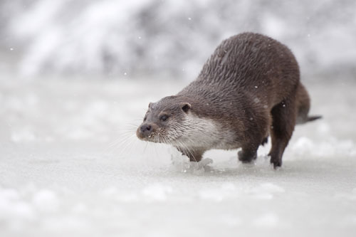 otter on ice by chris Packham