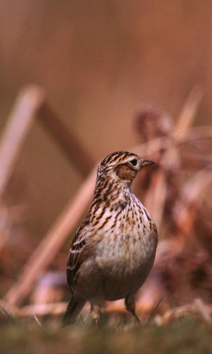 Skylark copyright Tommy Holden/BTO